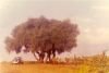 thumb_Birtouta-marabout_Ouled_Mendil.jpg