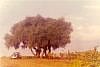 thumb_Birtouta-marabout_Ouled_Mendil.jpg